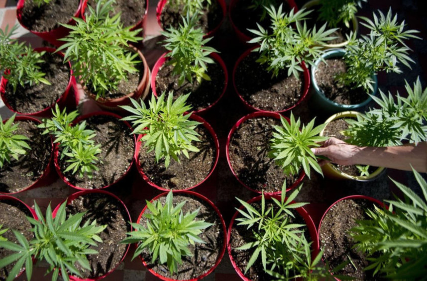 comment planter du zamal a la reunion