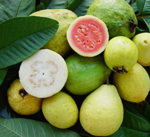 "Des réseaux pratiquent la préférence métropolitaine…" "Des réseaux pratiquent la préférence métropolitaine…"