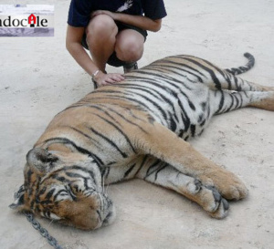 De la docilité… De la docilité…