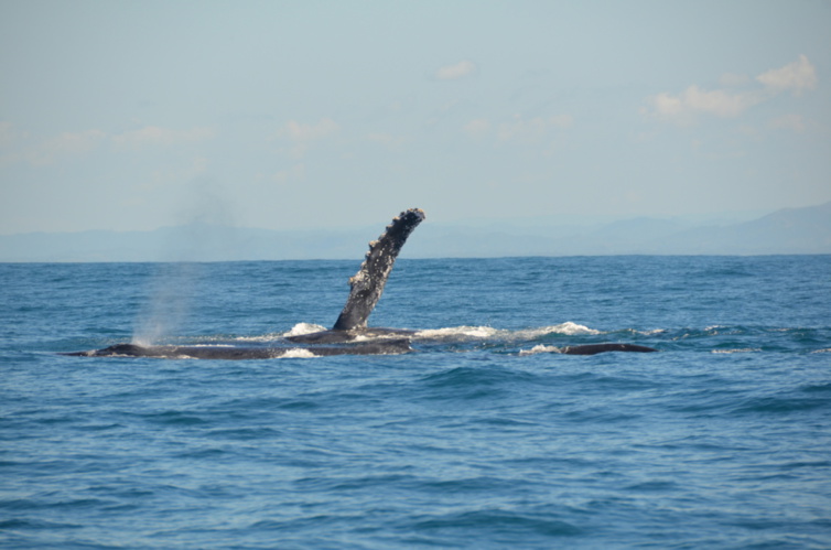 Le festival des baleines