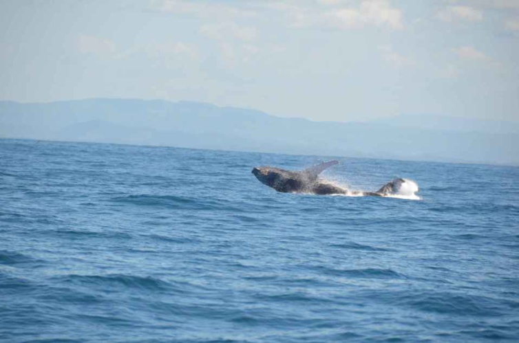 Le festival des baleines
