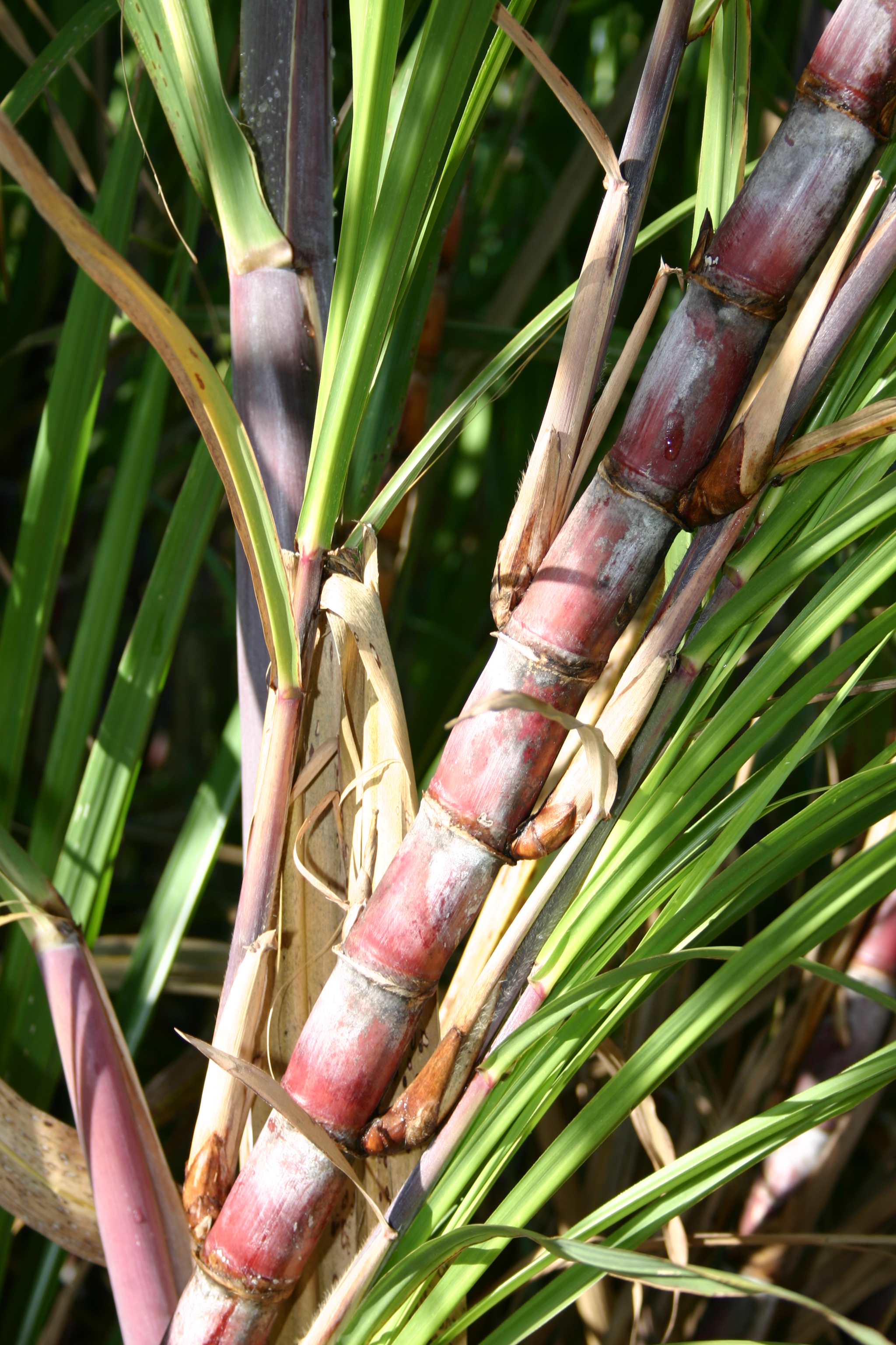 L'AVENIR DE LA CANNE TOURNÉ VERS L’ÉNERGIE: LE BIOCARBURANT L'AVENIR DE LA CANNE TOURNÉ VERS L’ÉNERGIE: LE BIOCARBURANT