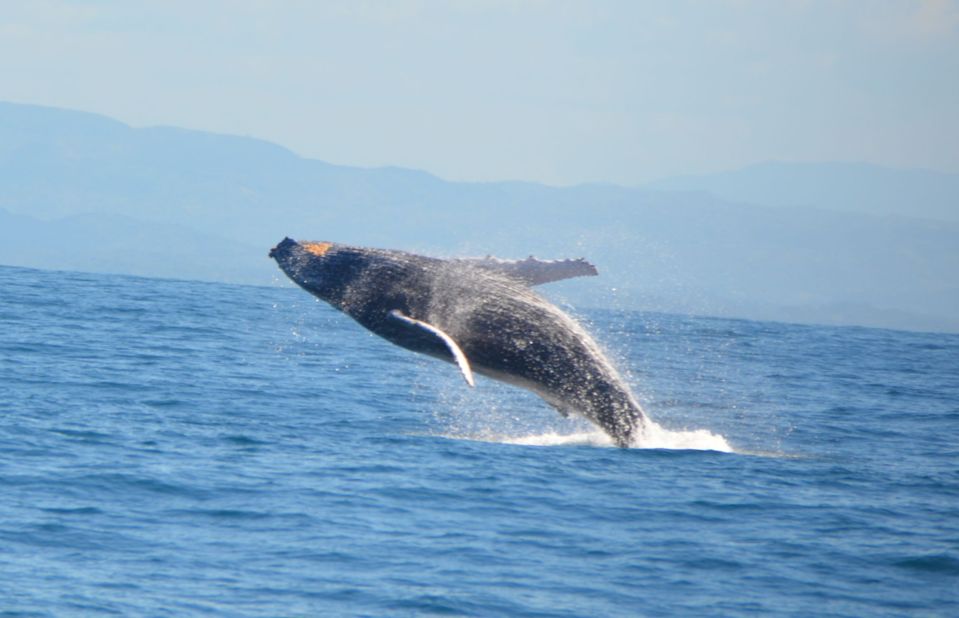 Le festival des baleines