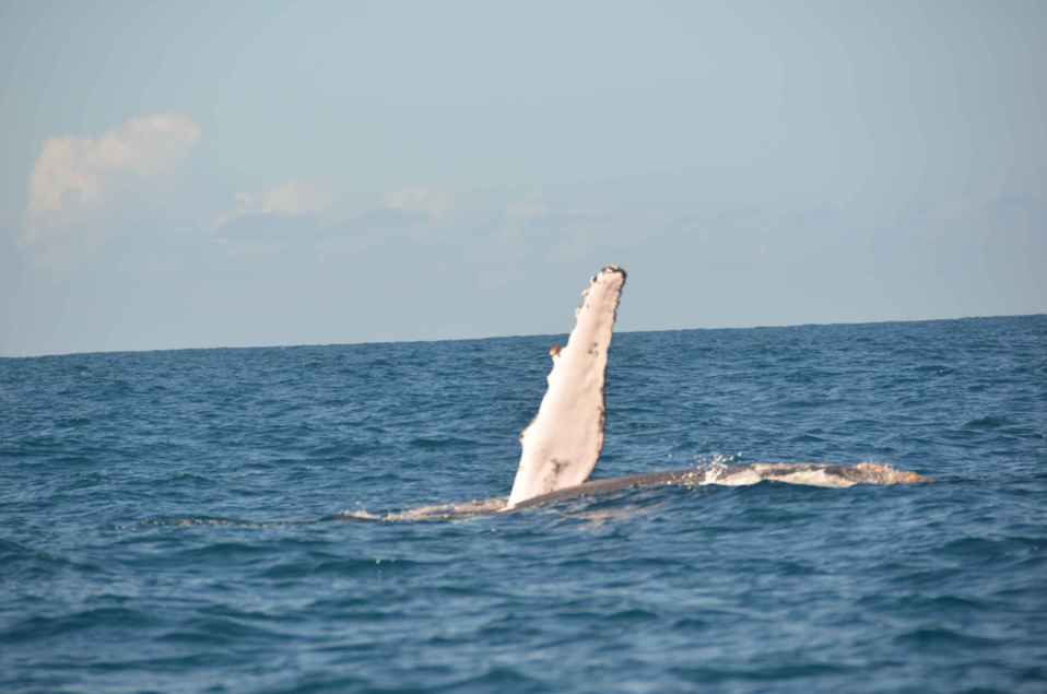 Le festival des baleines