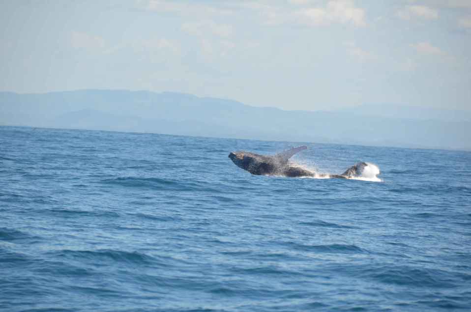 Le festival des baleines