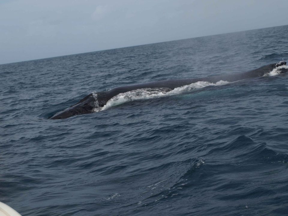 Le festival des baleines