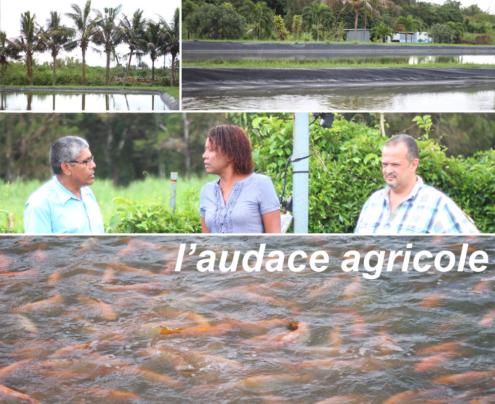 La ferme aquacole, une audace agricole de Sainte-Suzanne