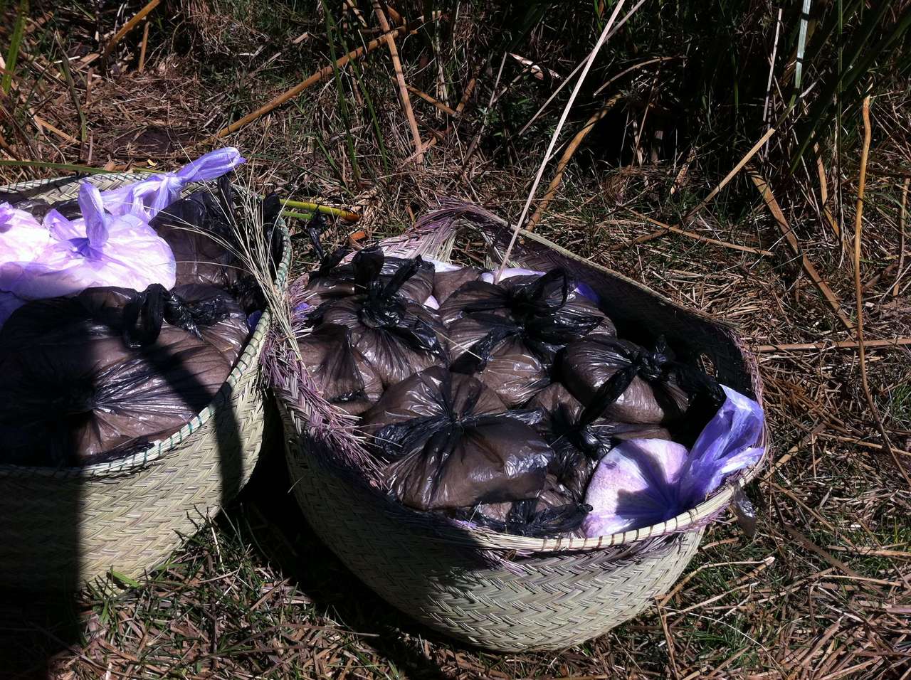 mada_moringy_2011 633 mada_moringy_2011 633