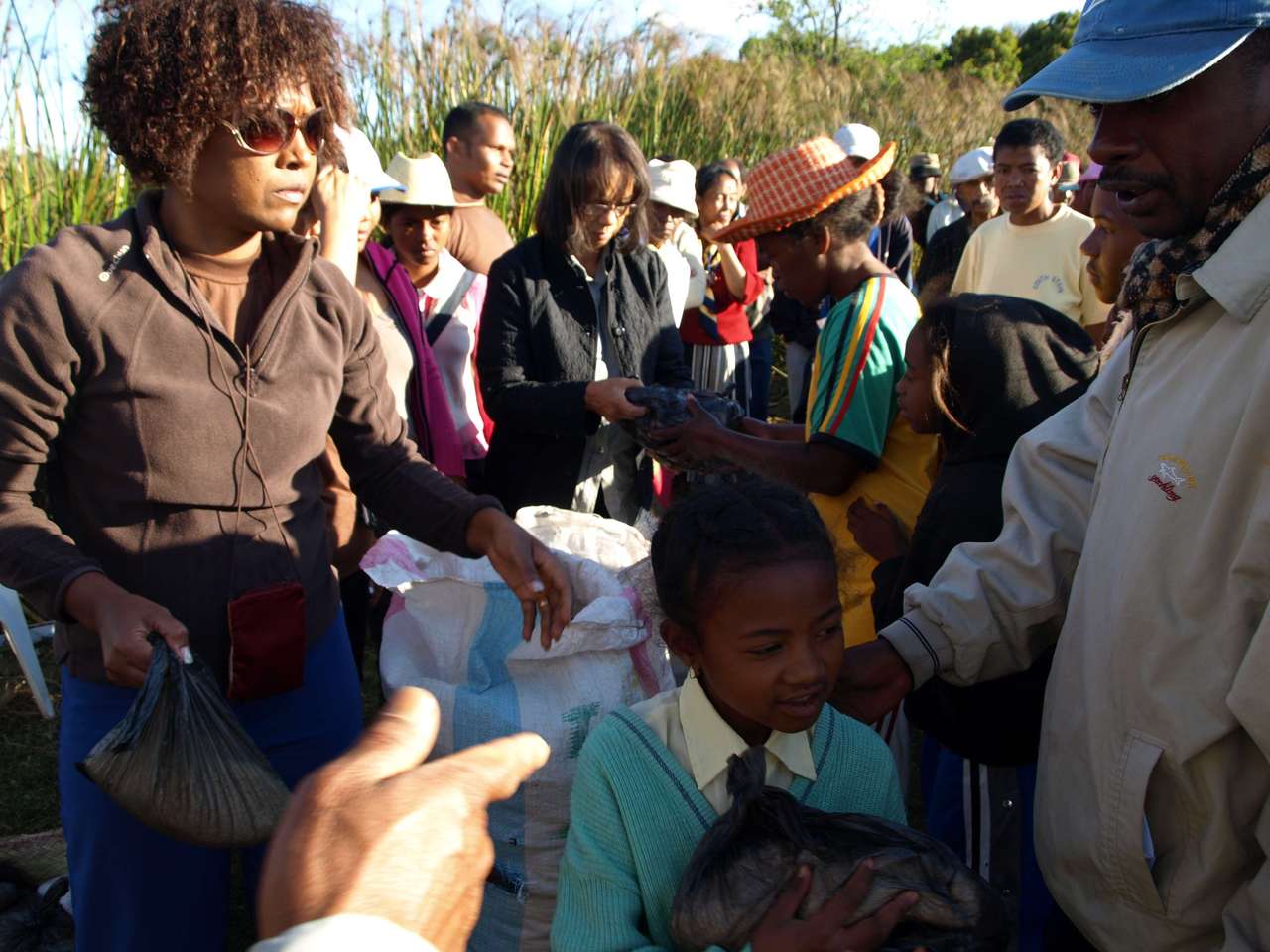 mada_moringy_2011 709 mada_moringy_2011 709