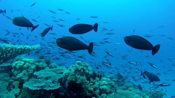 Cartographie des habitats marins et état de santé des récifs coralliens : nouvelles campagnes scientifiques du Xe FED