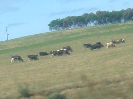 POUR L'AMOUR DES VACHES