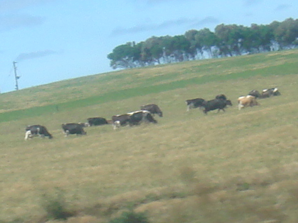 POUR L'AMOUR DES VACHES