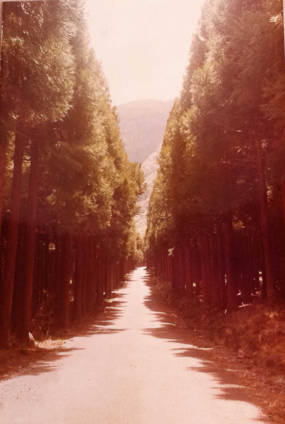 Chemin Grand bois sa lé longue!