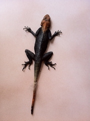 Agama-agama Agama-agama