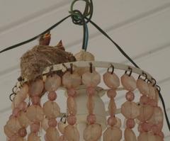 Nid d'oiseau Nid d'oiseau