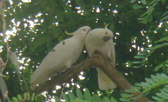 Aras australiens Aras australiens