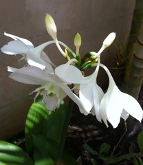 Lys de la Vierge Lys de la Vierge