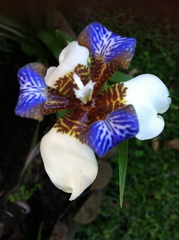 Orchidée sauvage Orchidée sauvage