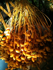 Grappe de dattes Grappe de dattes