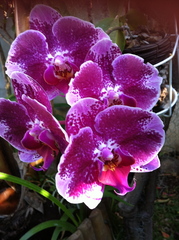 Orchidée Orchidée