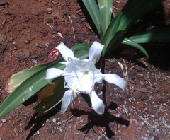 Autre orchidée sauvage
