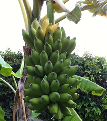 Figues la cour Figues la cour