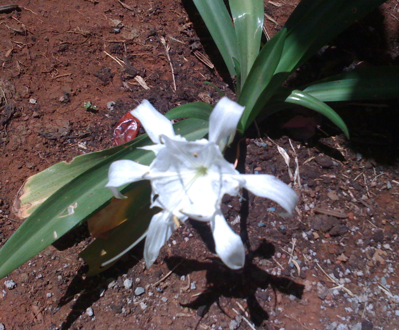 Autre orchidée sauvage
