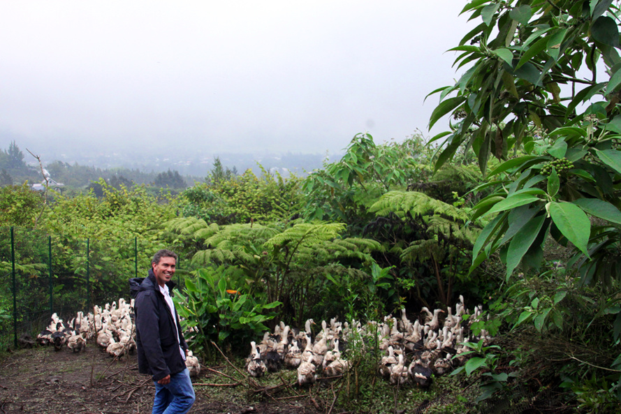 Sébastien Blard : désormais, La Réunion produit son propre foie gras Sébastien Blard : désormais, La Réunion produit son propre foie gras