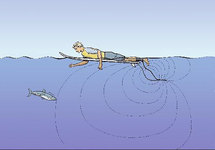 Fabienne Couapel-Sauret : "Le Shark-Shield, et la pêche et le marquage des requins"