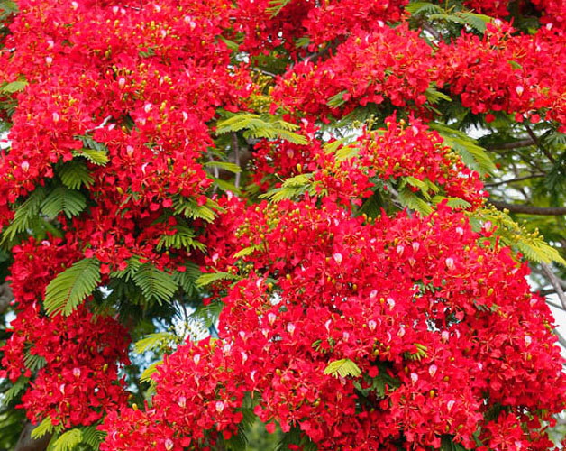 V. Hoarau : "La tragi-comédie saint-pauloise"