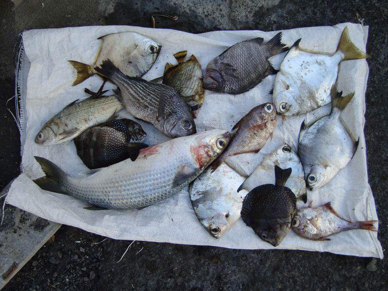 Pêche : création d'un point de stockage et de vente à Saint-Pierre