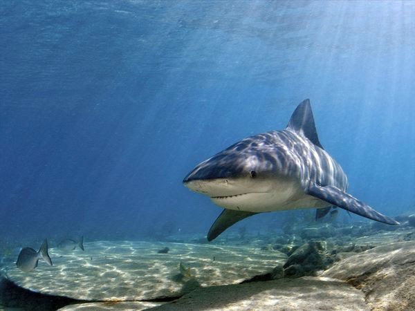 Lutte contre les requins : le préfet présentera un plan d'action fin septembre