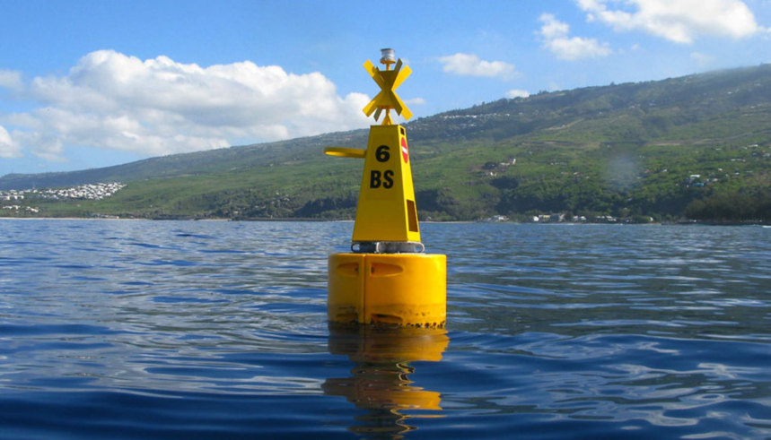 Faut-il protéger les requins croqueurs de surfeurs ?