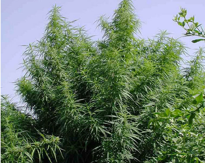 Dépénalisation du zamal : "C'est autorisé sa consommation à la sortie des écoles"