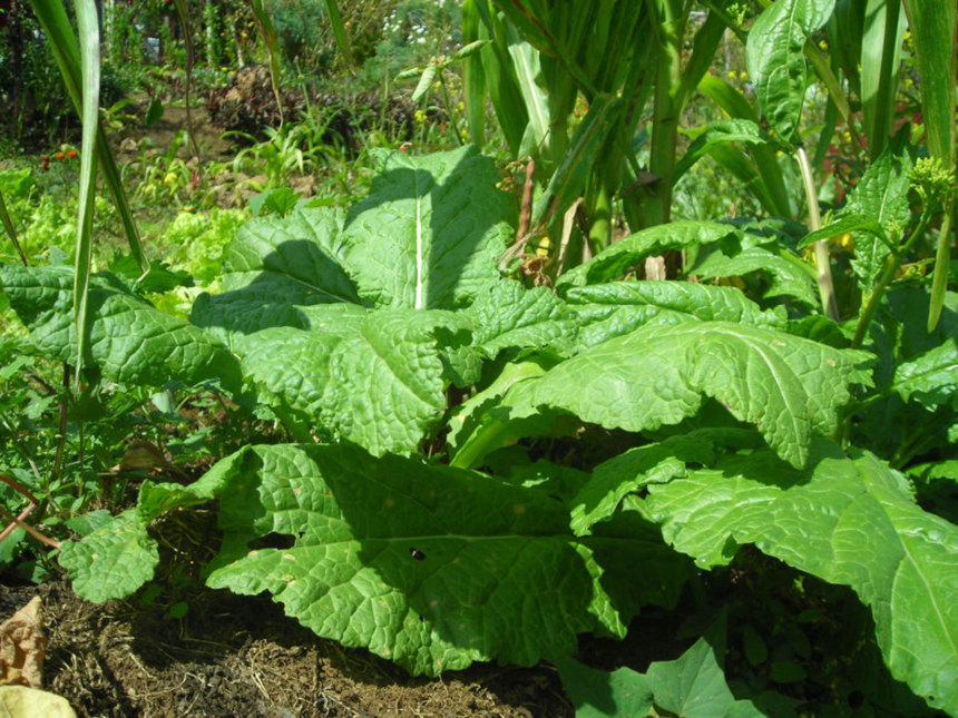 L'ARCP soutient les agriculteurs palmiplainois