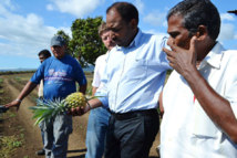 Saint-Leu : terre de prédilection pour l'ananas Victoria