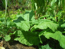 Nassimah Dindar : "Des Restos du cœur à la sauce réunionnaise"