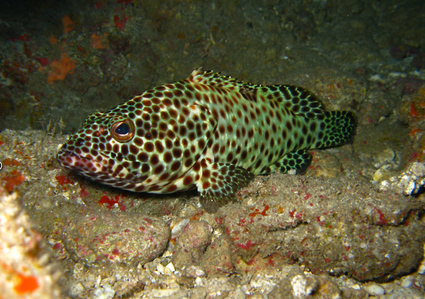 100.000 euros pour l'aquaculture