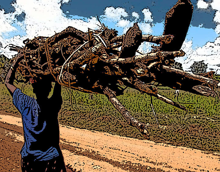 "Une Mafataise verbalisée parce qu’elle portait un tas de bois mort sur la tête…"