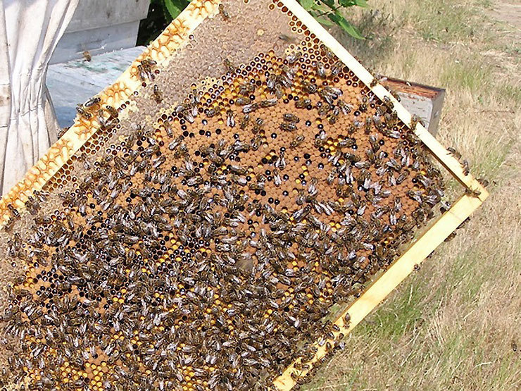 Intoxication suite à la consommation de miel en gaufre à la Plaine des Cafres