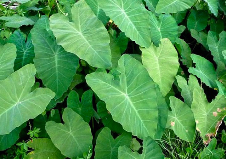 "Ne pas sanctuariser et ne pas confisquer les Hauts"