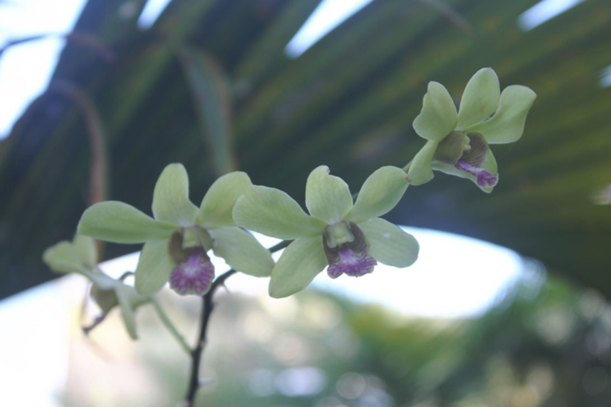 Monique Orphé rend hommage à Adrien Minienpoullé
