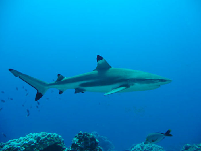 Risque requin : la sécurisation de la baignade aux communes