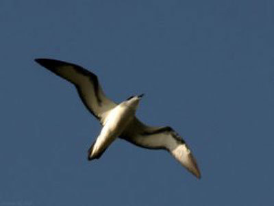 "Tout est bon dans le Pétrel, grâce au Parc national de La Réunion"