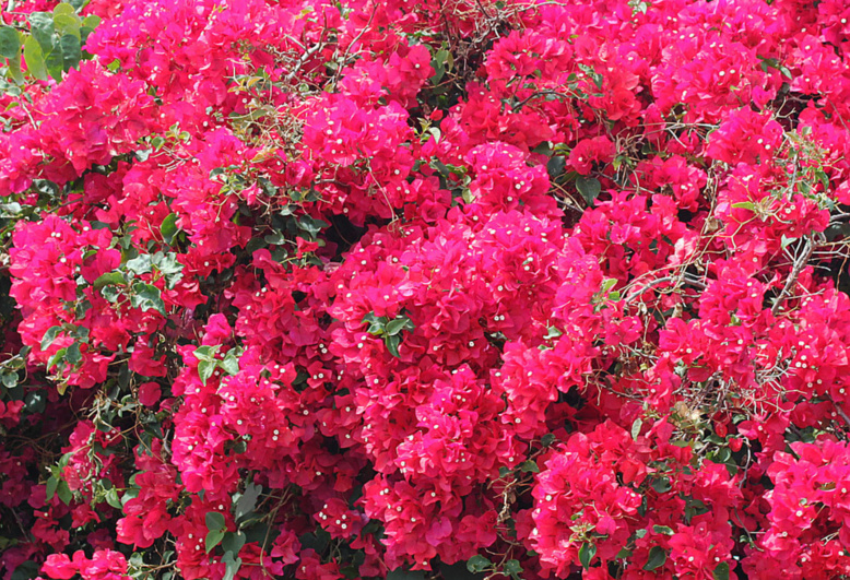 A Saint-André, des élus au parfum…