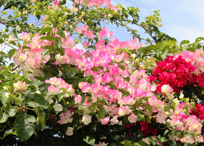 L’UFR critique, mais l’UFéRien ! L’UFR critique, mais l’UFéRien !