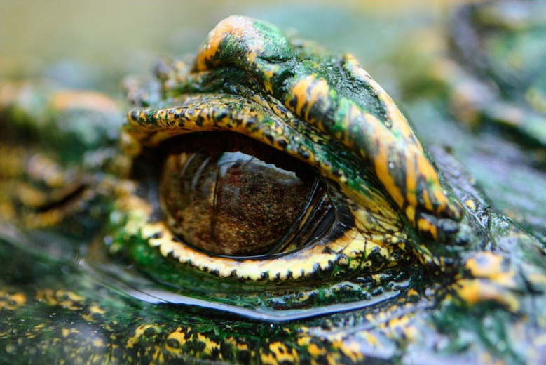 Larmes de crocodile - Fre-do de Vallence Larmes de crocodile - Fre-do de Vallence