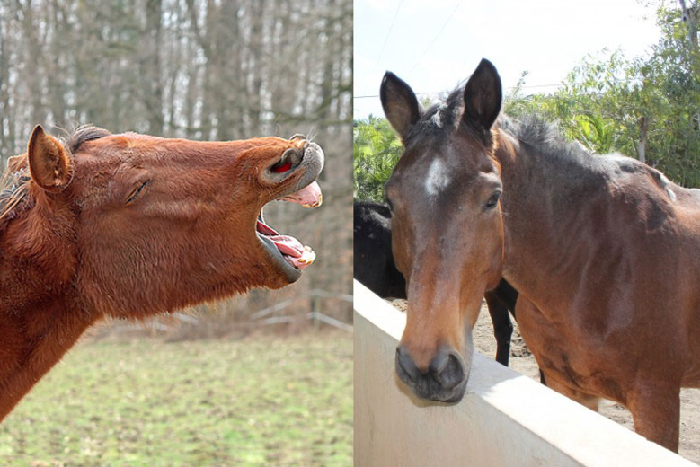 Opération escargot : Les automobilistes furieux contre les gestionnaires de centres équestres Opération escargot : Les automobilistes furieux contre les gestionnaires de centres équestres