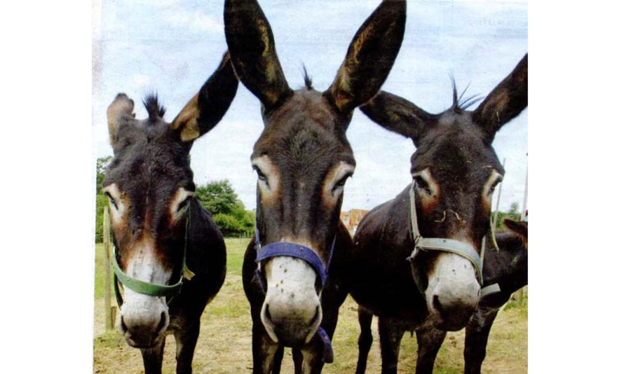 Ah ! les cons ! Ah ! les cons !