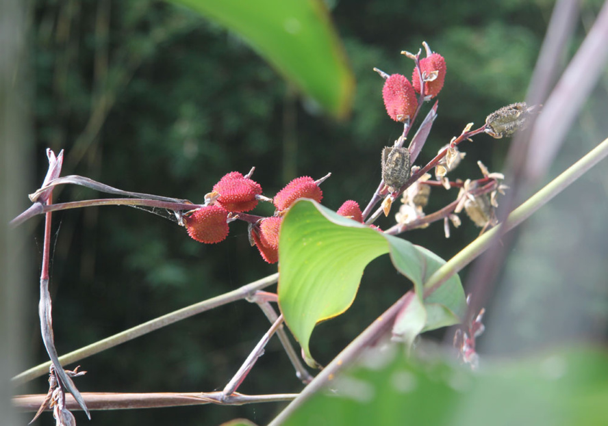 Ce soir l’air à Saint-Paul est différent. Ce soir l’air à Saint-Paul est différent.
